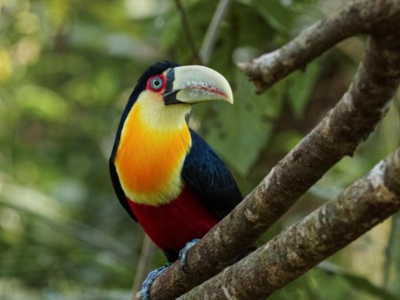 Natureza do Mundo: Porto Rico Extraordinário