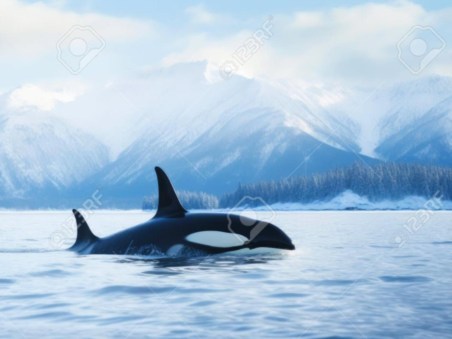 Expedição às Orcas