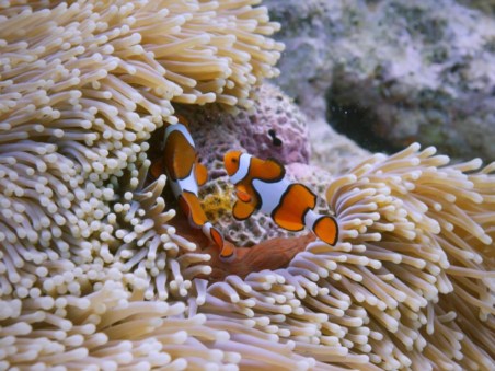 Les Prédateurs De La Grande Barrière De Corail