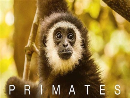 Primatas