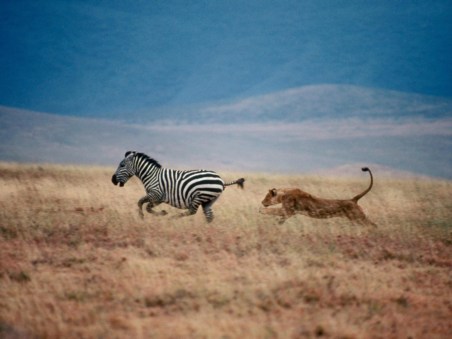 Predator V Prey