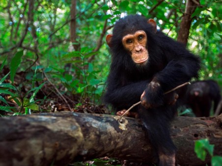 Animais: A Inteligência das Massas