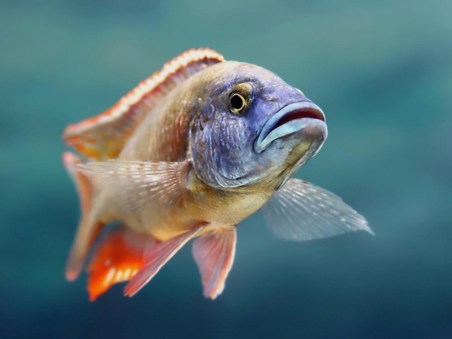 A Inteligência dos Peixes