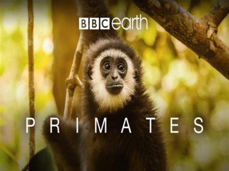 Primatas