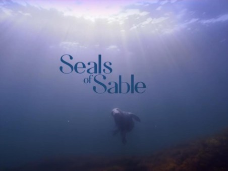 As Focas da Ilha Sable