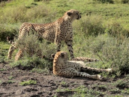 Cat Wars: Lion Vs. Cheetah