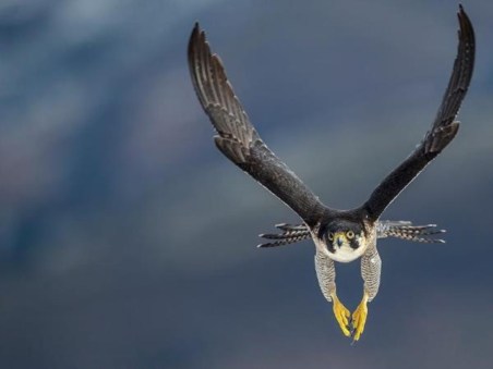 Natureza do Mundo: O Falcão Super-rápido