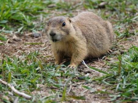 Prairie Dog Manor
