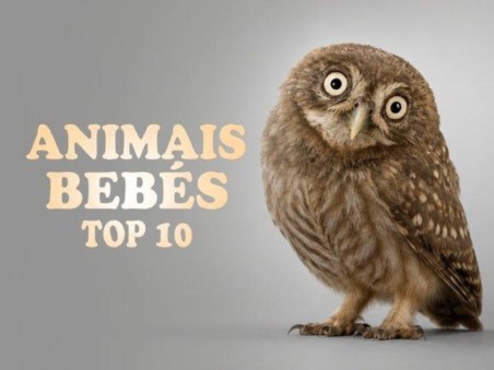 Animais Bebés: Top