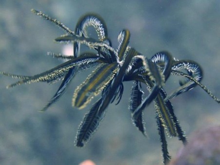 Estranhas Criaturas Do Oceano