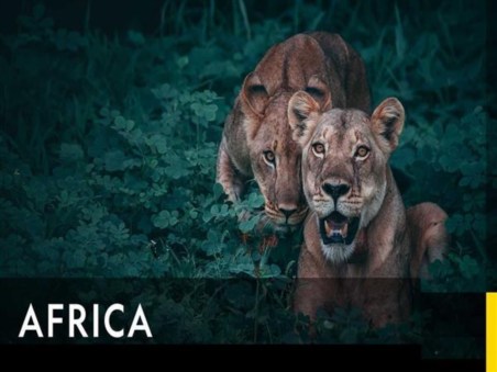 Destino Selvagem: As Maravilhas Escondidas de África