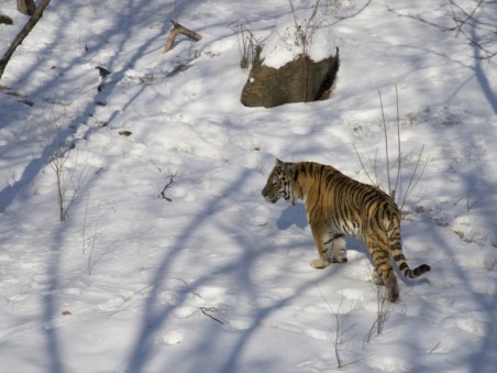Winter's Hidden Wonders