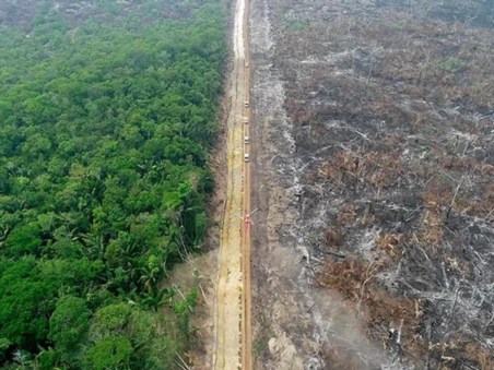 Endangered Amazon