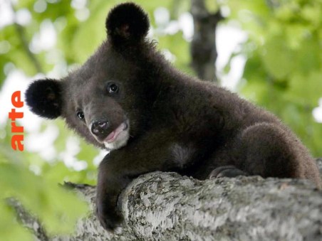 Le Pays De L'Ours