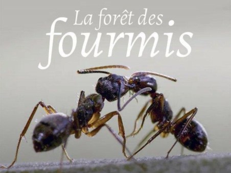 A Selva das Formigas