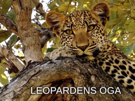 Eye Of The Leopard: Revealed