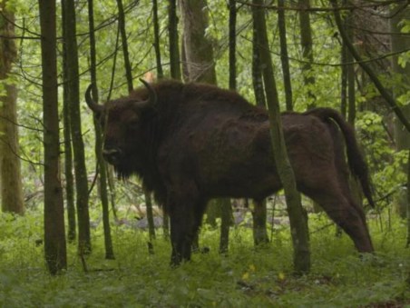 A Odisseia do Bisonte Europeu
