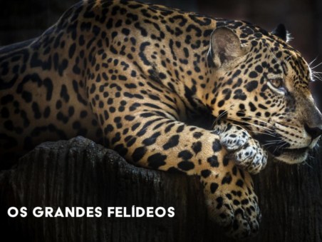 Os Grandes Felídeos