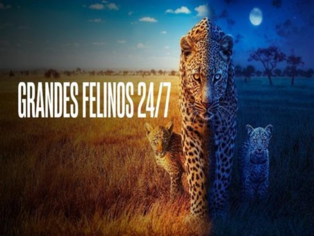Grandes Felinos 24/7