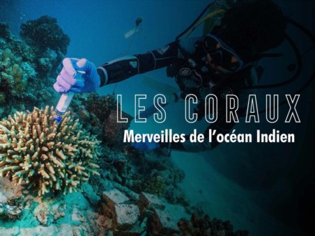 Fascinants Coraux De L'Océan Indien
