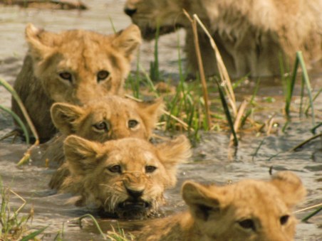 Lions: The Hunt For Survival