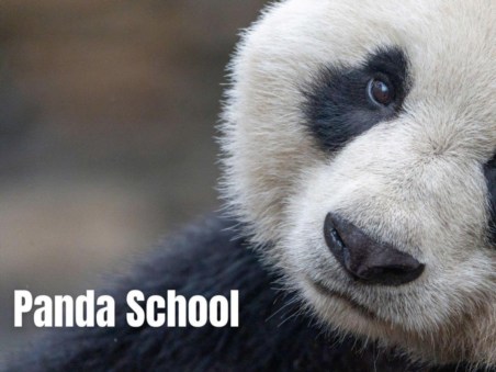 Panda School