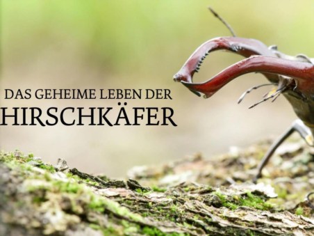 Das Geheime Leben Der Hirschkäfer