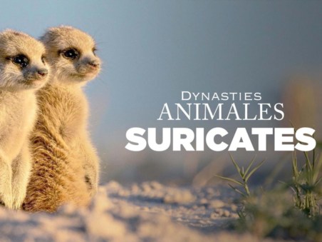 Dynasties Animales