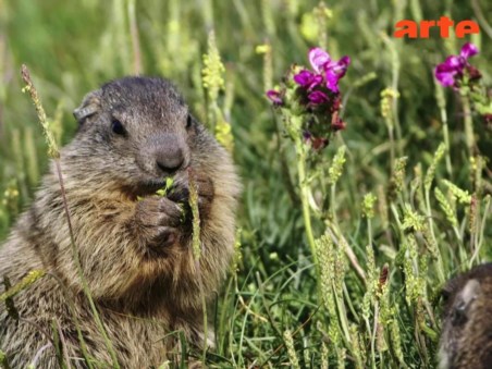 Marmottes, La Guerre Des Clans