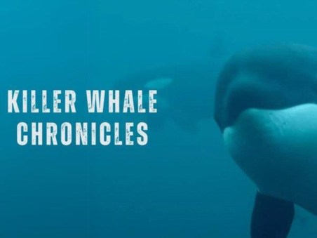 Killer Whale Chronicles
