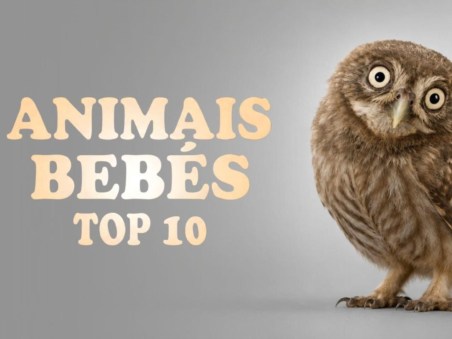 Animais Bebés: Top