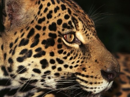 South America Untamed