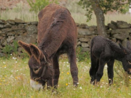 Alerta Pelos Burros