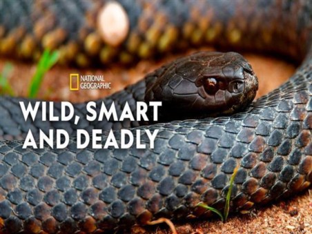 Wild, Smart, And Deadly