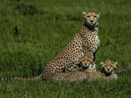 Sri Lanka: Leopard Dynasty