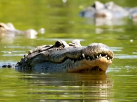 Crocodile Australia's Greatest Survivor