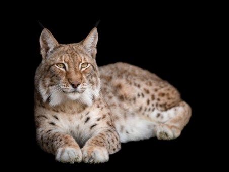 Land Of The Iberian Lynx