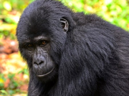 Wild Uganda
