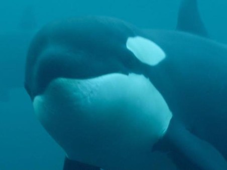 Killer Whale Chronicles: Season 1