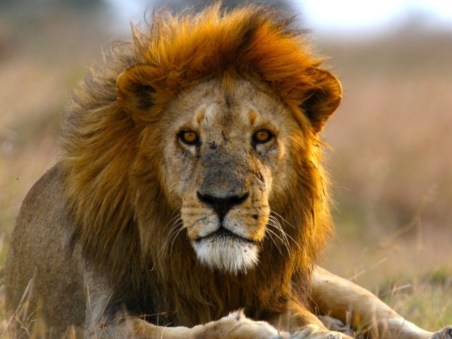 Super Pride