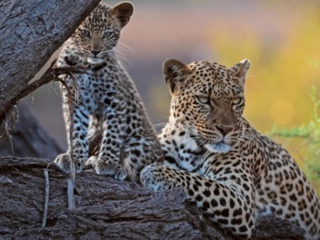 Mashatu: Land Of Leopards