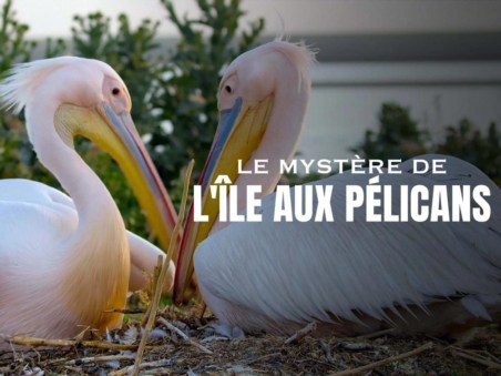 Le Mystère De L'Île Aux Pélicans