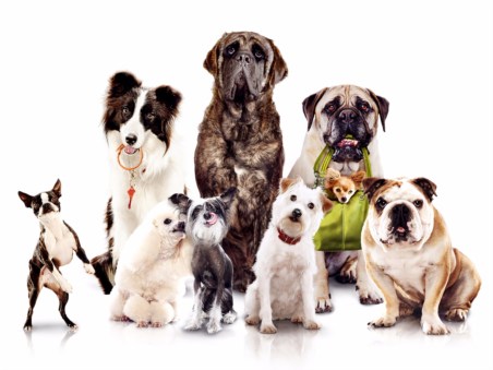 Hotel para Cães