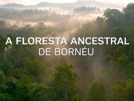 A Floresta Ancestral de Bornéu