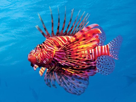 Hunters Of The Reef