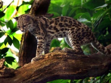 O Maracajá: O Gato Selvagem da Guiana