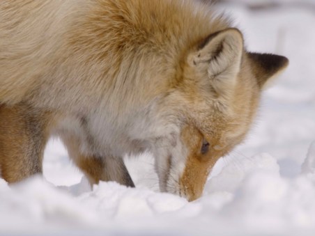 Winter's Hidden Wonders